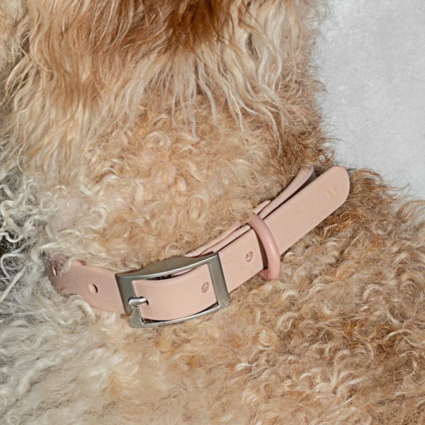 WILD ONE Dog Collar, Blush – 3 Sizes