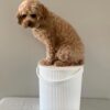 Natural light, perspective view of a furry brown dog sitting on top of a white storage bin.