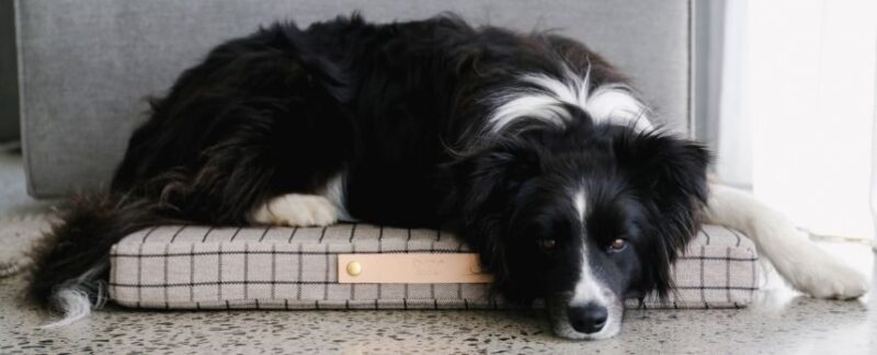 OYOY ZOO Milo Grid Dog Cushion (1)